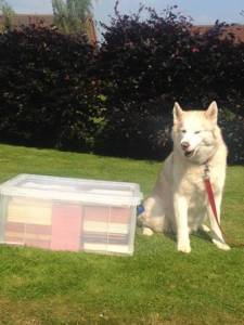 All safely gathered in