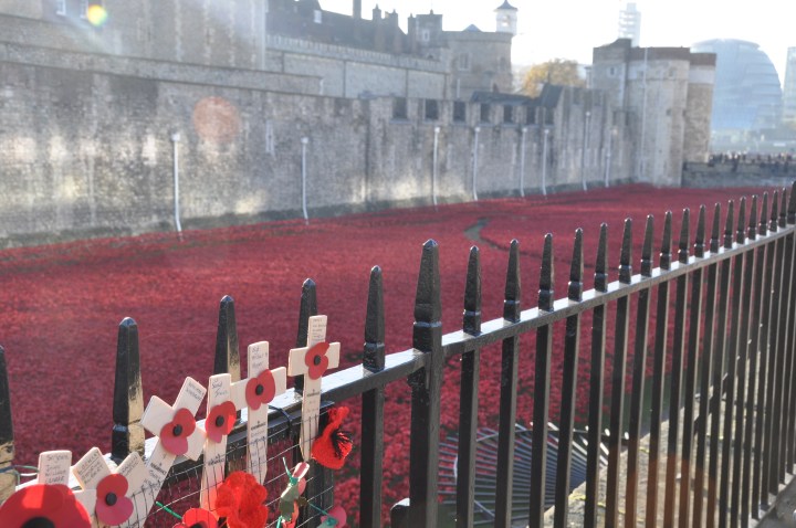 Tower_Poppies_7_November_7