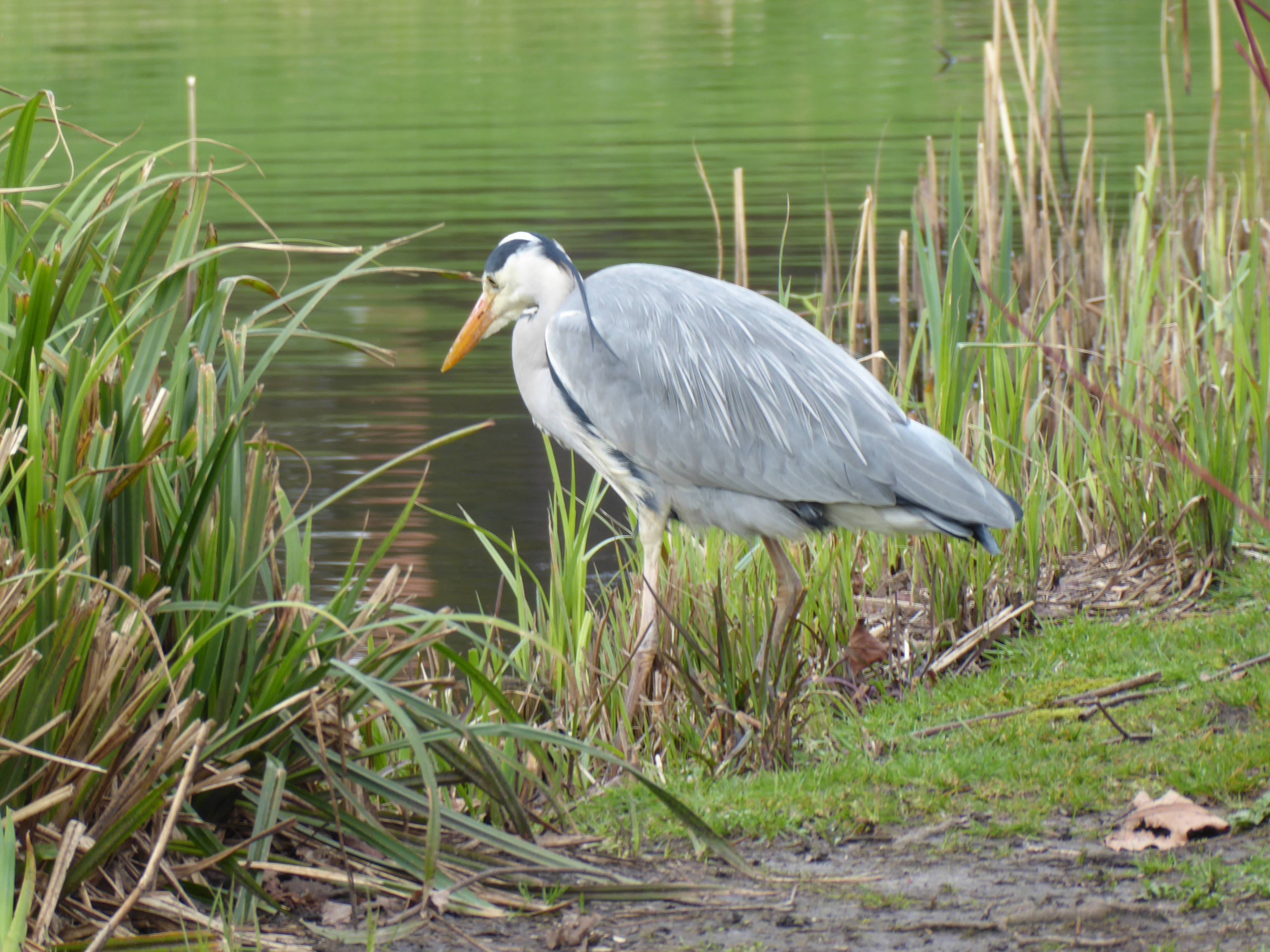 Sefton Park Heron 02