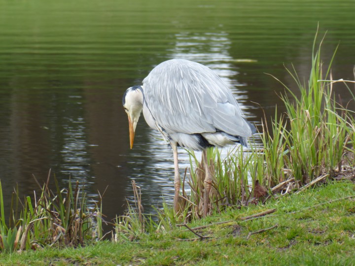 Sefton Park Heron 05