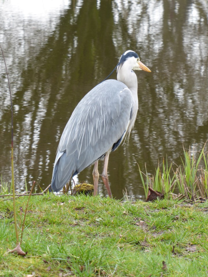 Sefton Park Heron 07