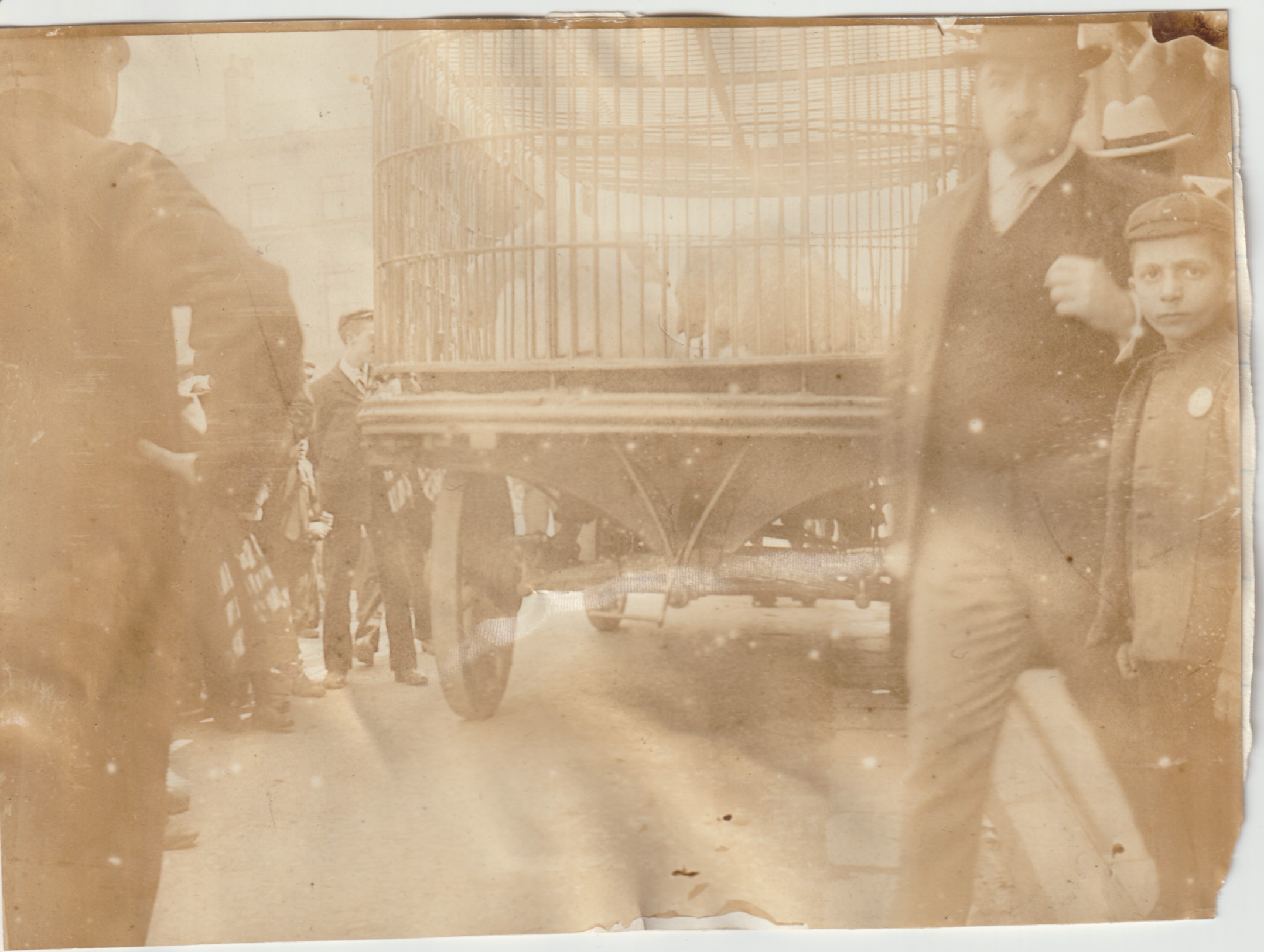 1900 animals Liverpool b