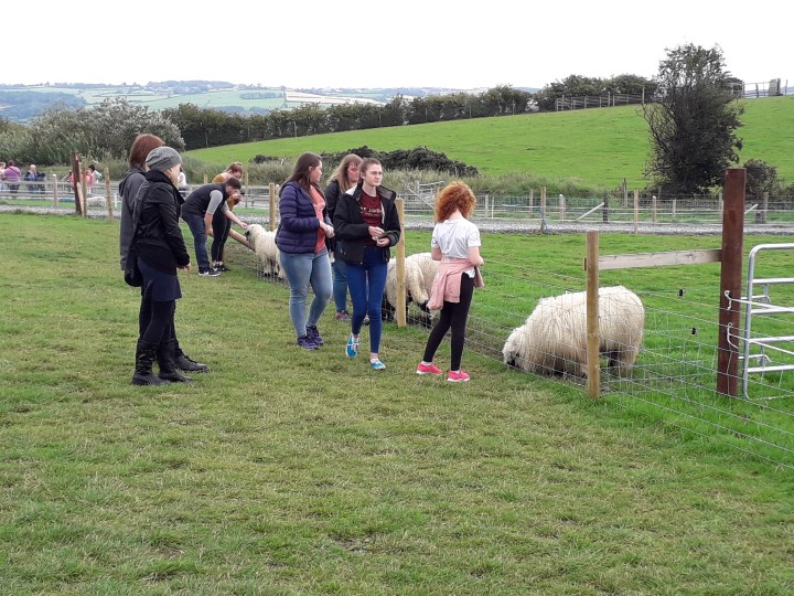 Streamvale feeding Valois sheep