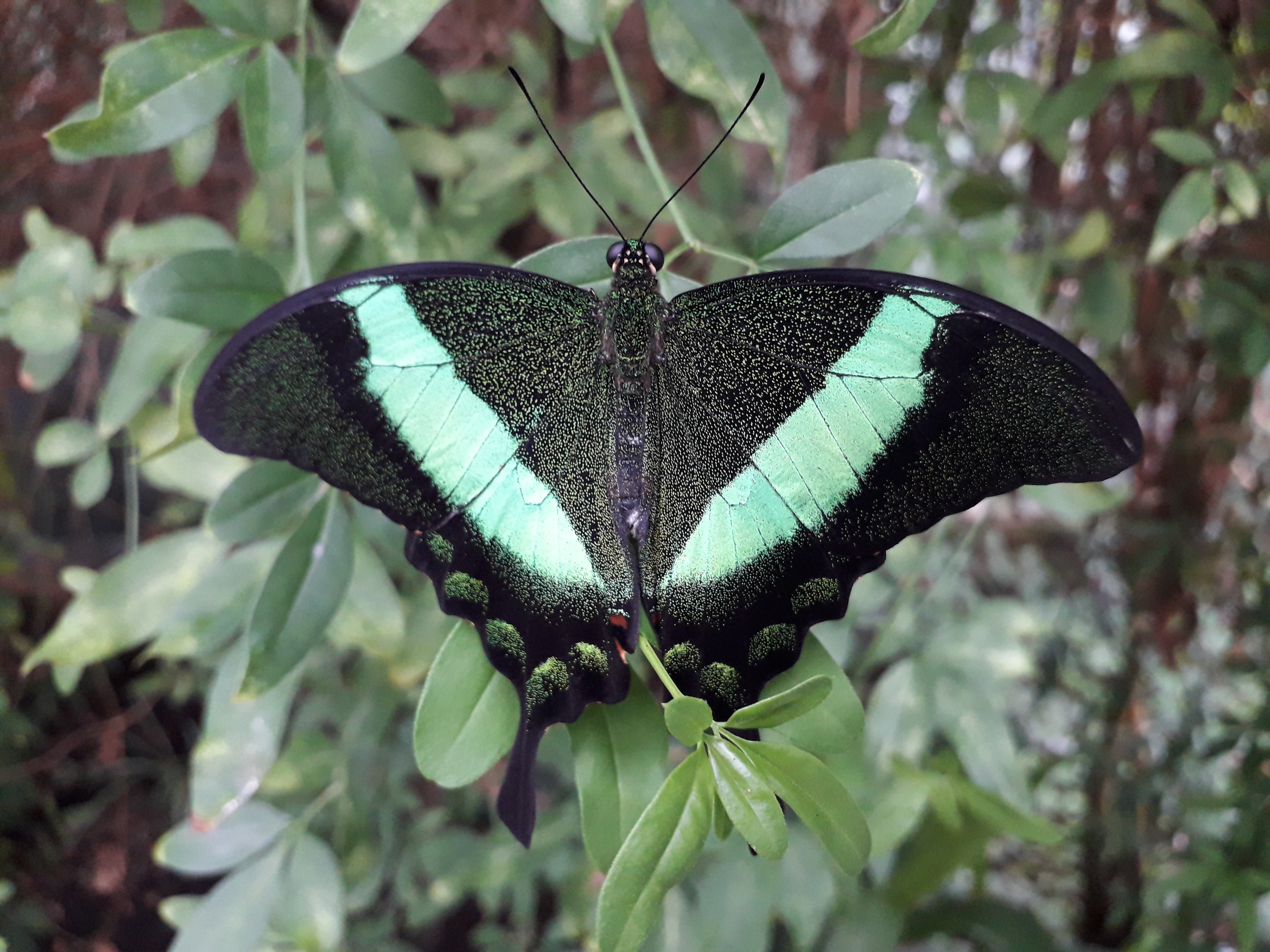 Seaforde butterfly 01