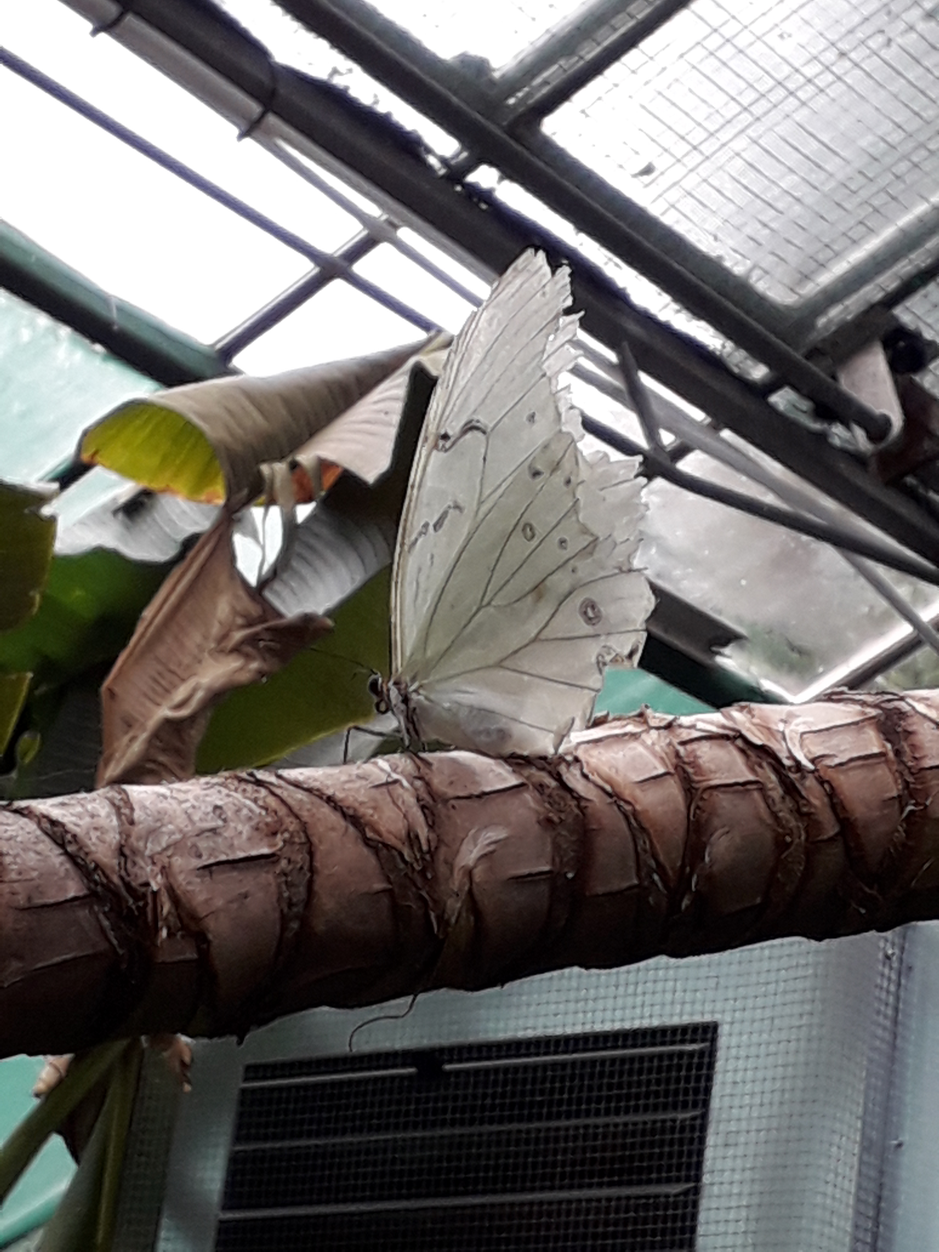 Seaforde butterfly 02