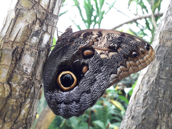 Seaforde butterfly 03