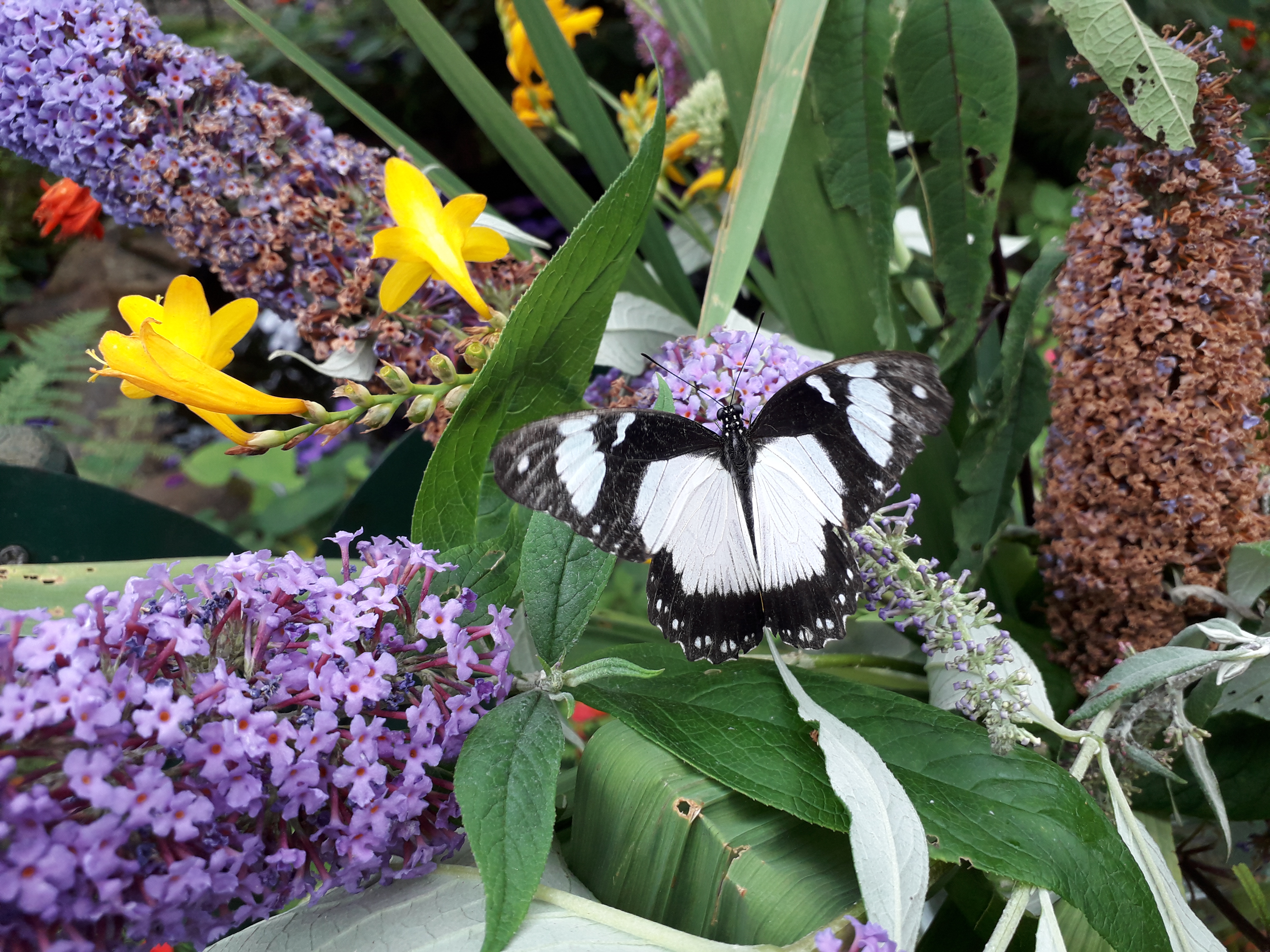 Seaforde butterfly 04