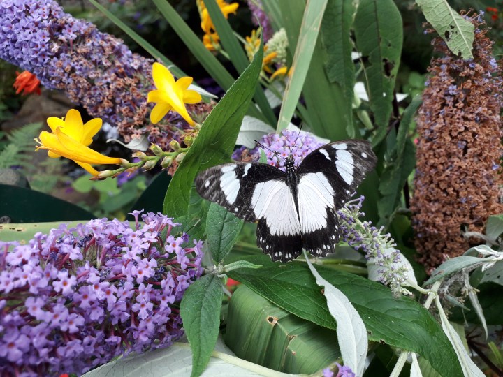 Seaforde butterfly 04