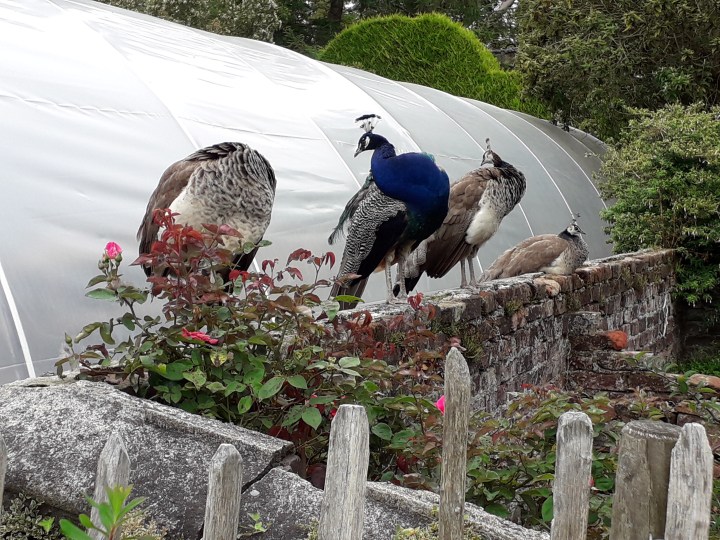 Seaforde peacocks