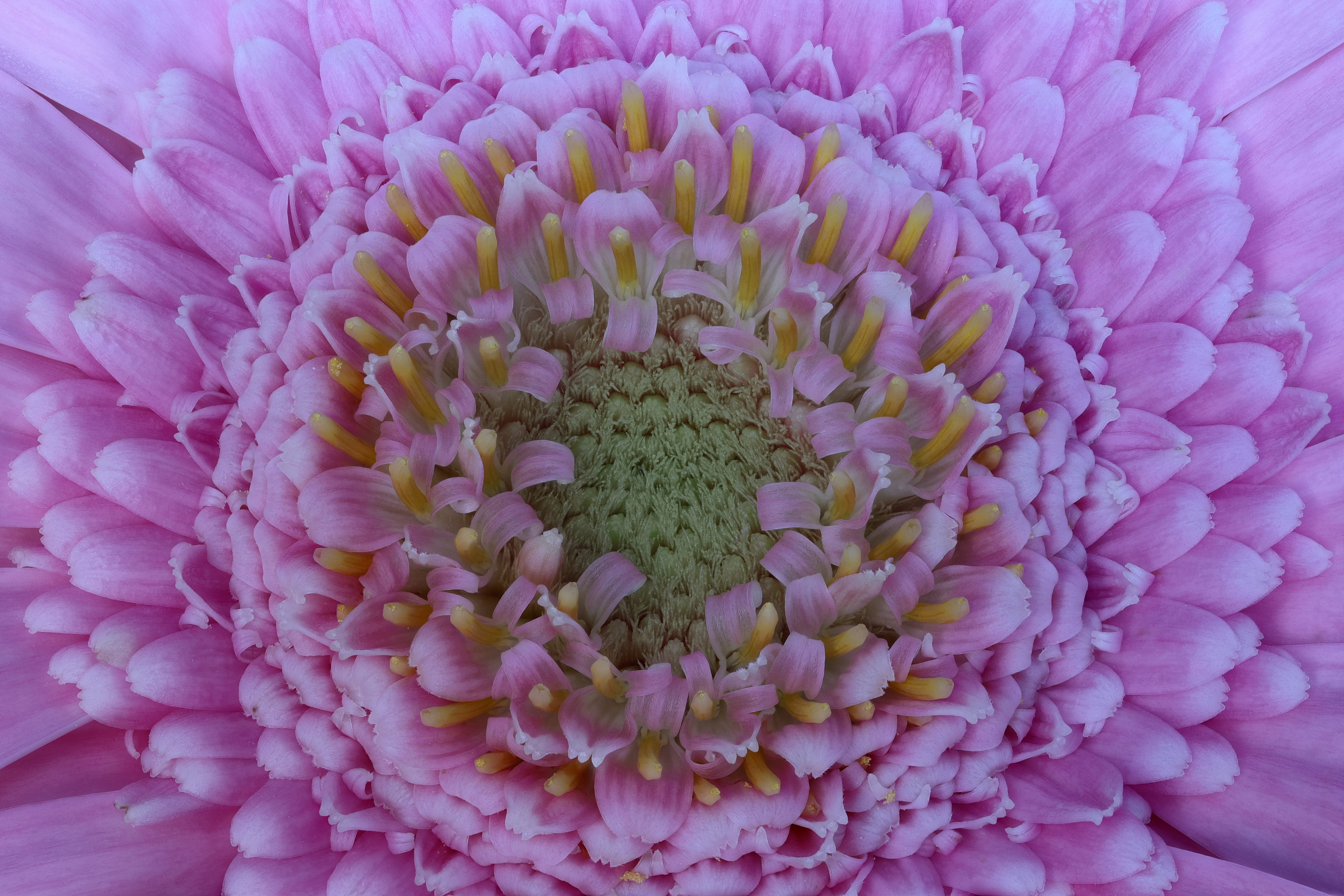 Flower Graham Bonham